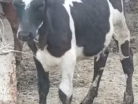 Cow, Holstein breed — photo 2