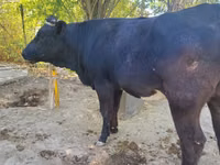 母牛, Simmental cattle — 照片 1