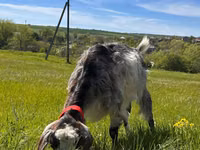 Goat, Nubian Goat — photo 2