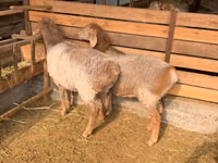 نعجة, Hissar sheep — الصورة 4