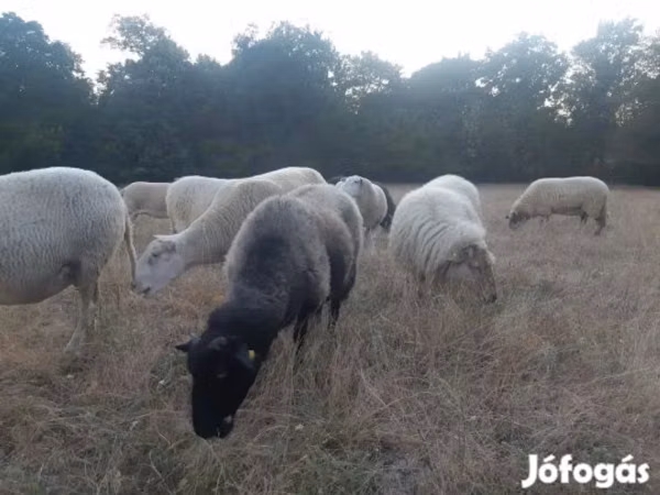 Sheep, Sheep — Hungary