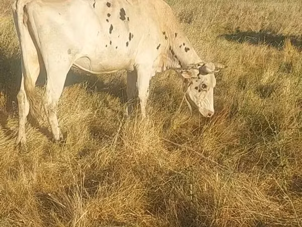 Cow, Cattle — Uzbekistan