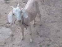 Capra, Capre — foto 5