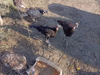Turkeys — снимка 1