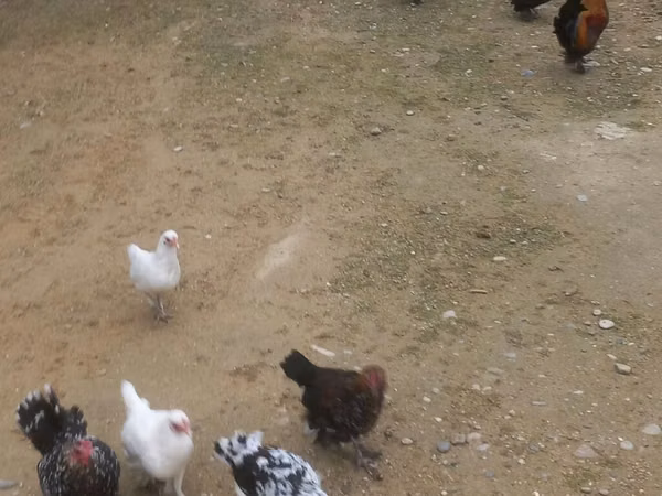 Chickens — Azerbaijan