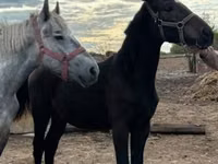 Mare, Nonius horse — photo 3