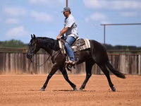 კვიცი, Quarter Horse — ფოტო 7