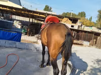 Horse (M), Thoroughbred horse — photo 6