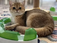 Brittish golden shinshilla ny11 dishi 10 ayliq — φωτογραφία 2