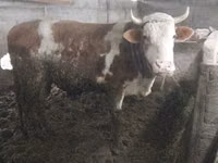 सांड, Simmental cattle — फ़ोटो 2