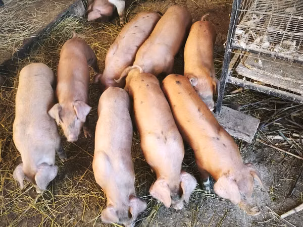 Boar, Pigs — Moldova
