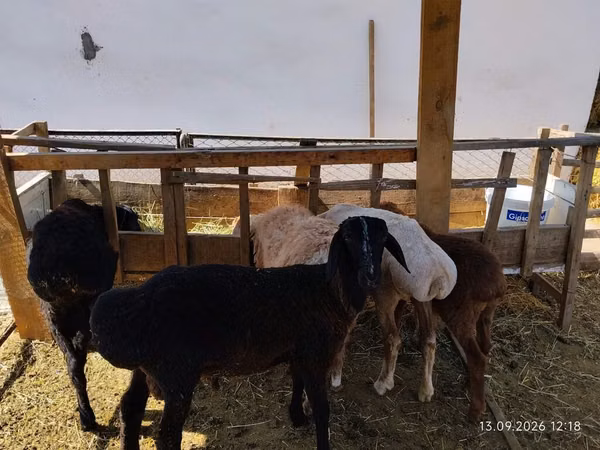 Ram, Edilbay sheep — Kyrgyzstan