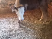 İnek, Swiss cattle — foto 2