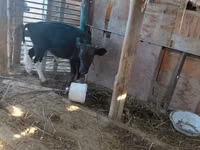 Cow, Latvian Blue cattle — photo 4
