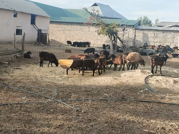 公羊, Sheep — 哈萨克斯坦