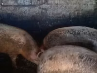 Säue, Schweine — Foto 6