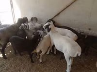 Ram, Sheep — photo 2