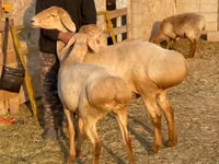 Cừu cái, Edilbay sheep — ảnh 2