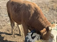 Buqa, Swiss cattle — 3-rasm