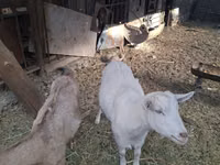 Billy Goat, Russian White goat — photo 2
