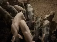 Schweine (Partie, Geschlecht nicht angegeben) — Foto 1