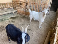 بز ماده, بز — عکس 4