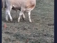 Cattle (batch, sex not specified), Blonde d’Aquitane cattle — photo 2