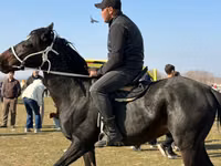 اسب نر, اسب — عکس 3