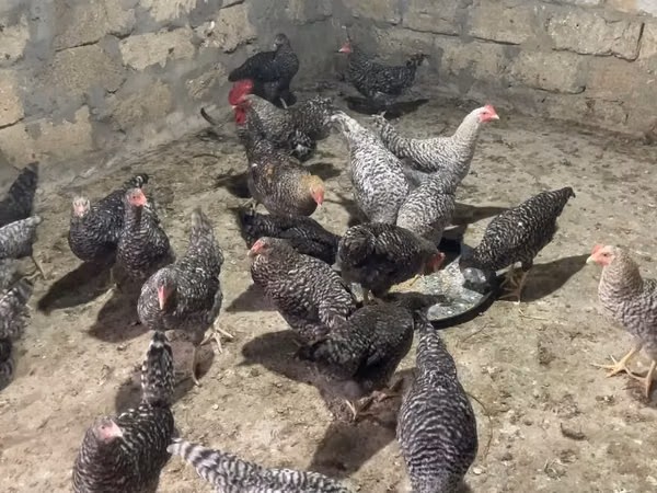 Chickens — Azerbejdżan