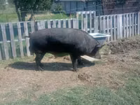 Boar, Pigs — photo 2