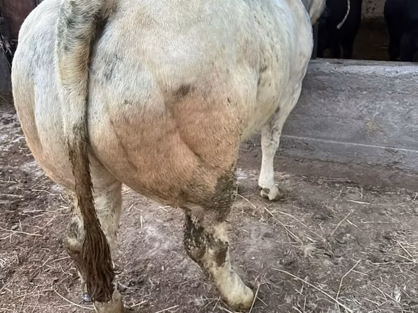 Cow, Belgian Blue — Kyrgyzstan