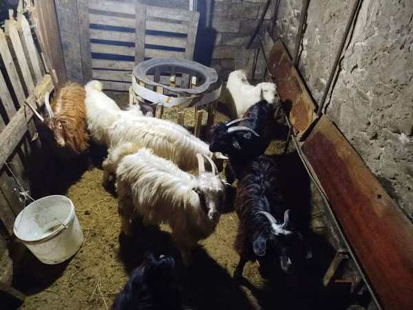 山羊（批次，未指定性别）, Goats