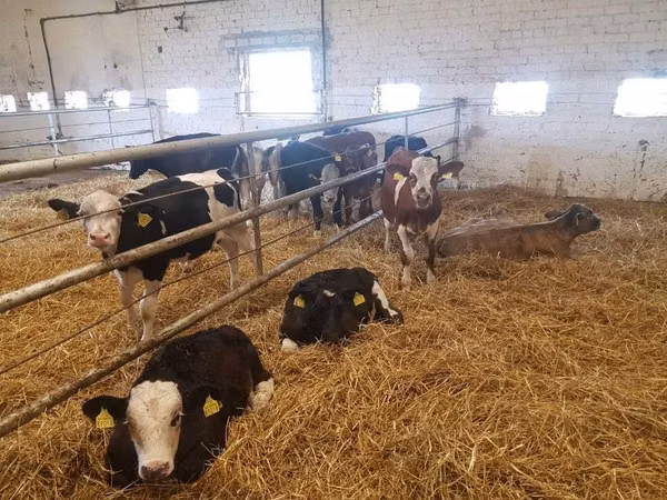 Kvæg (parti, køn ikke angivet), Simmental cattle