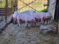 หมูป่าตัวผู้, หมู — รูปภาพ 2