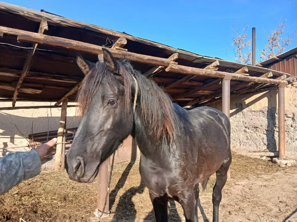 Kuda betina, Horses — Kazakhstan