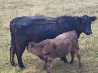 Bull, Galloway cow — photo 4
