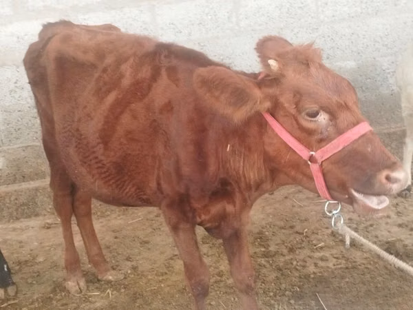Cow, Red Estonian cattle
