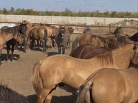Horse (M), Mugalzhar horse — photo 4