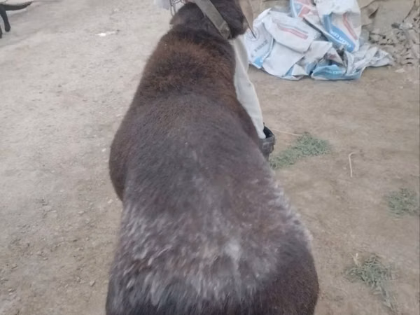 Ram, Sheep — Uzbekistan
