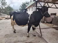 ላም, Hereford — ፎቶ 1