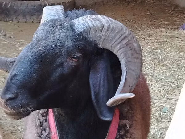 ஆண் ஆடு, Blackheaded Persian sheep