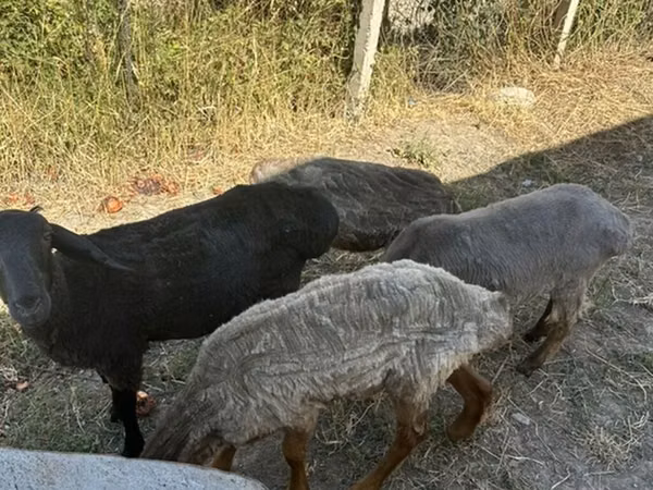 Ram, Sheep — Kyrgyzstan