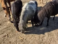 Merrie, Paarden — foto 7