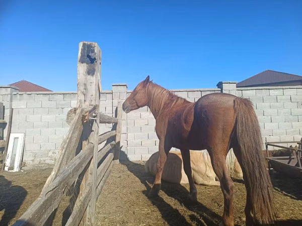 Mare, Kazakh horse