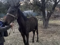 घोड़ा, Kazakh horse — फ़ोटो 4