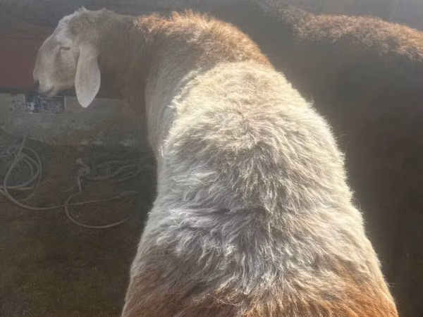 Montone, Arashan sheep — Kirghizistan