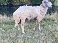 የጎትት አውራ በግ, Karakul sheep — ፎቶ 1