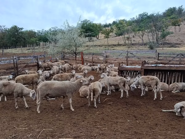 Sheep, Sheep — Moldova