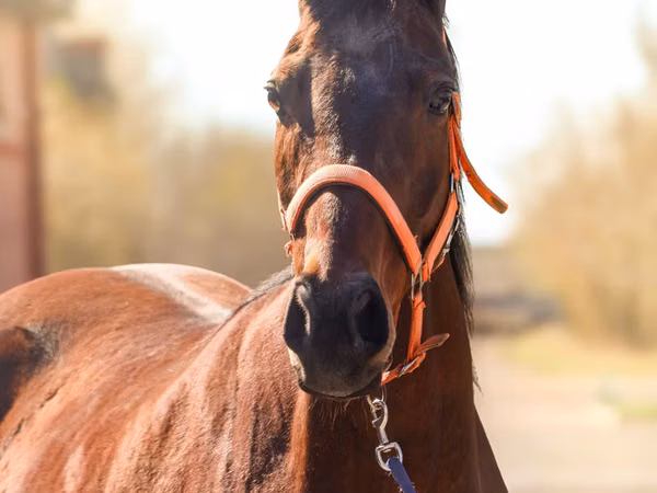 Mare, Thoroughbred horse — Kazakhstan
