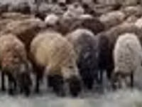 Kambing jantan, Sheep — foto 2